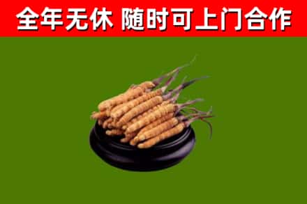 桐城烟酒回收冬虫夏草.jpg